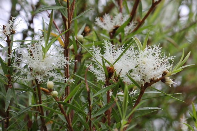 Melaleuca linariifolia