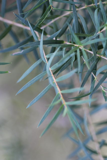 Melaleuca linariifolia
