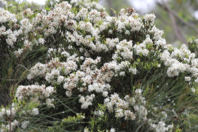Melaleuca linariifolia