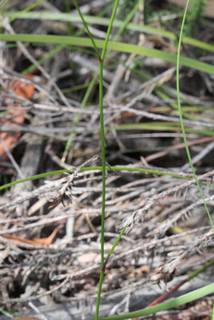 Caesia parviflora var. parviflora