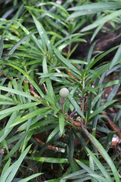 Podocarpus spinulosus