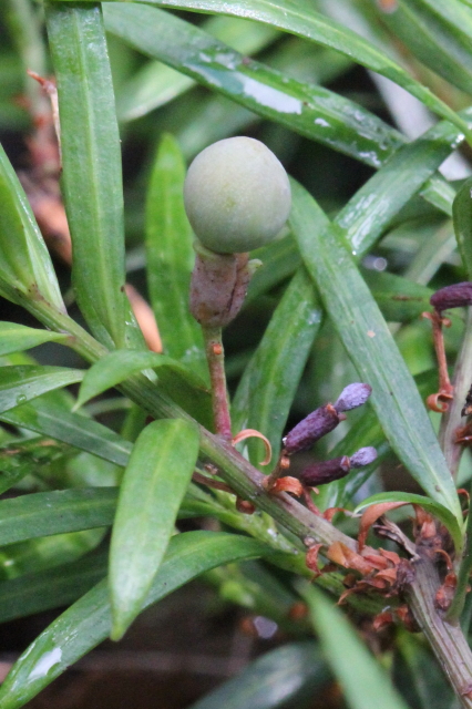Podocarpus spinulosus