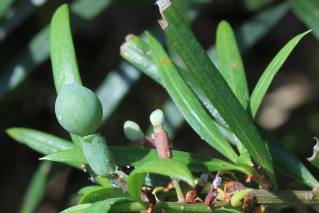 Podocarpus spinulosus