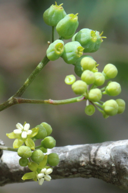 Polyscias sambucifolia