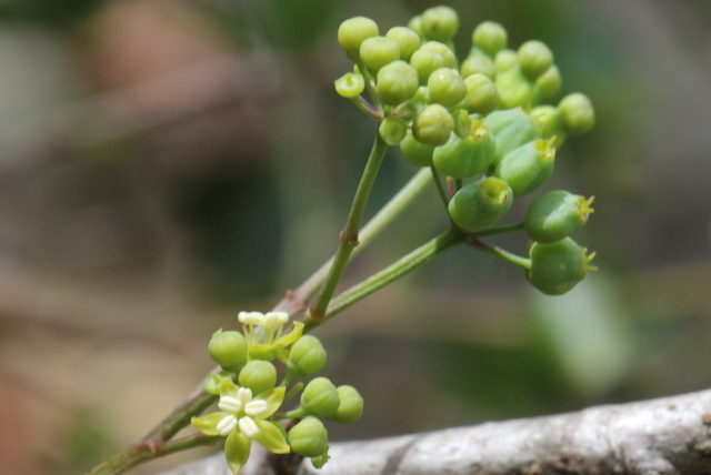 Polyscias sambucifolia