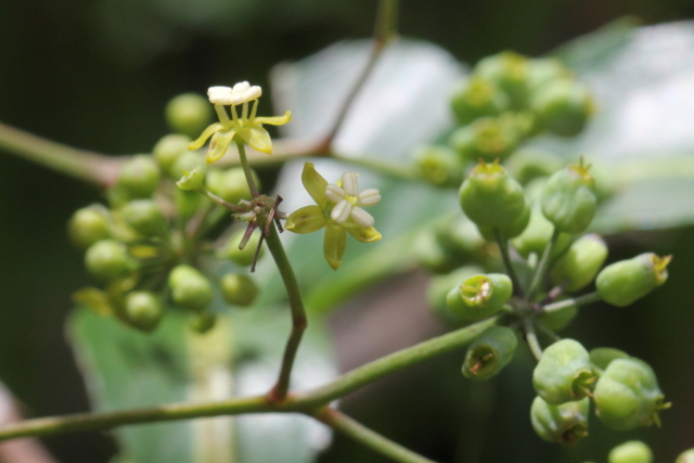 Polyscias sambucifolia