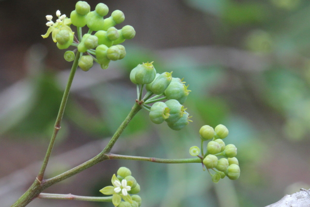 Polyscias sambucifolia