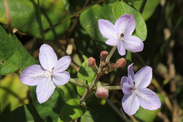 Pseuderanthemum variabile