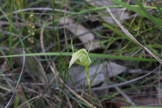 Pterostylis acuminata