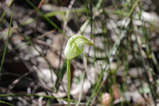 Pterostylis acuminata