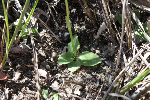 Pterostylis acuminata