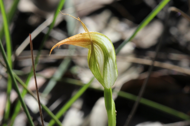 Pterostylis acuminata