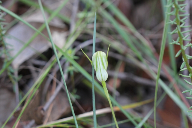 Pterostylis acuminata