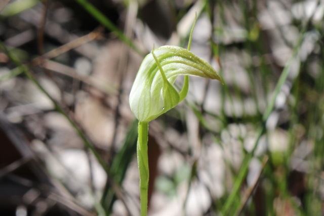 Pterostylis acuminata