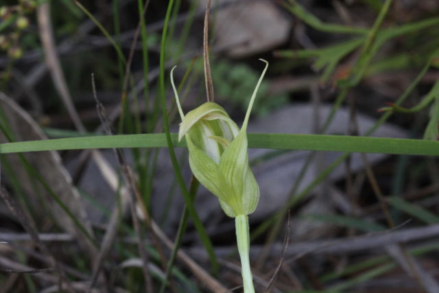 Pterostylis acuminata