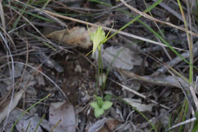 Pterostylis acuminata