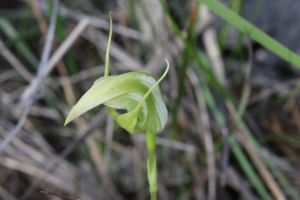Pterostylis acuminata