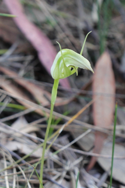 Pterostylis acuminata