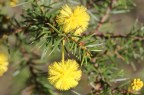 Acacia echinula