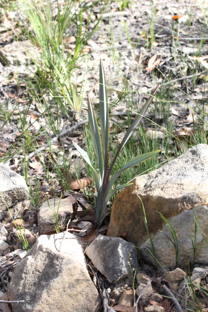 Dianella prunina
