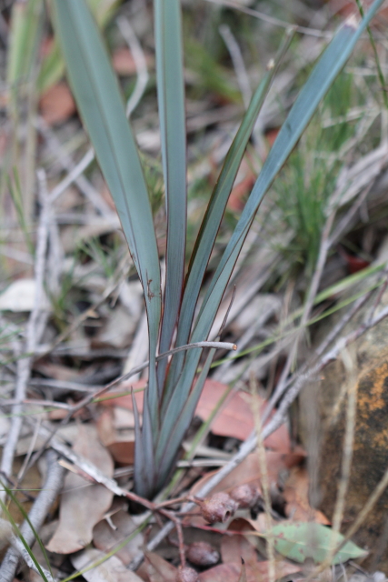 Dianella prunina