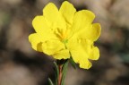 Hibbertia cistiflora