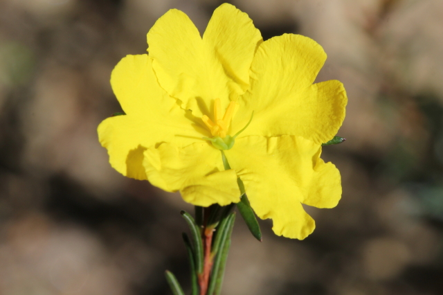 Hibbertia cistiflora