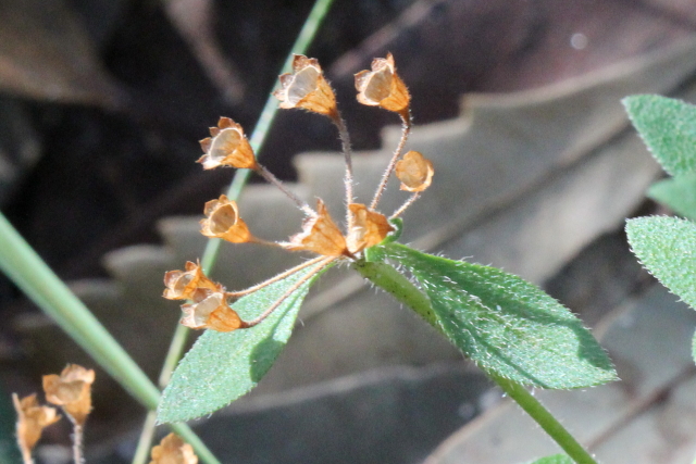 Pomax umbellata