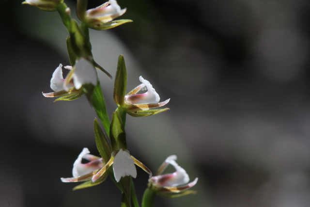Prasophyllum brevilabre