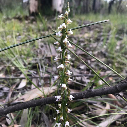 Prasophyllum brevilabre