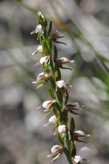Prasophyllum brevilabre