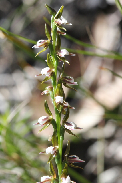Prasophyllum brevilabre