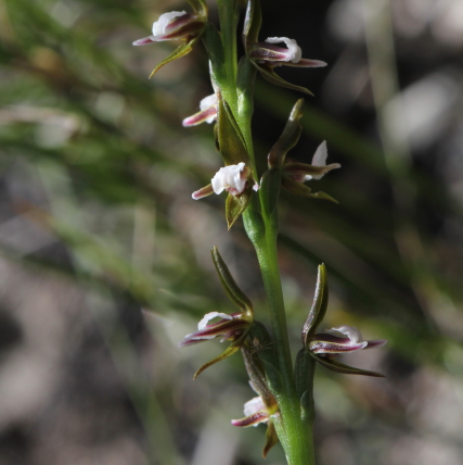 Prasophyllum brevilabre