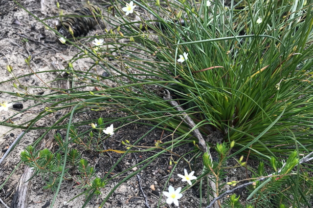 Thelionema umbellatum