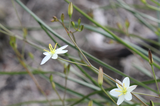Thelionema umbellatum