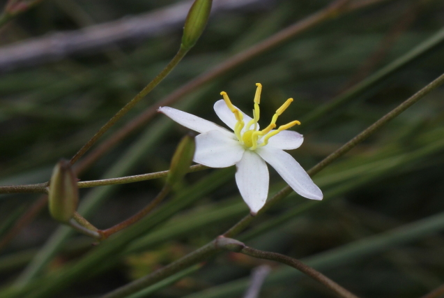 Thelionema umbellatum