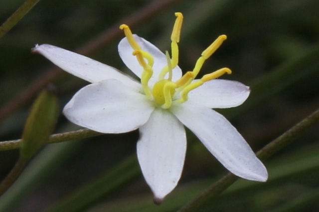 Thelionema umbellatum