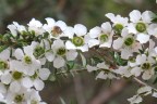 Leptospermum squarrosum