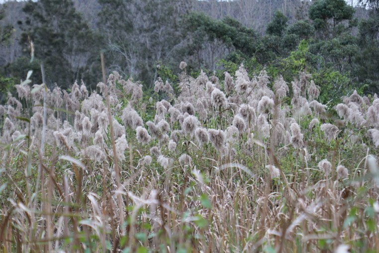 Phragmites australis