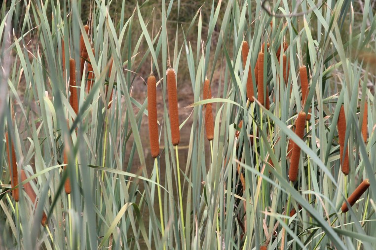 Typha orientalis