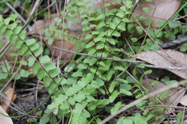 Asplenium flabellifolium
