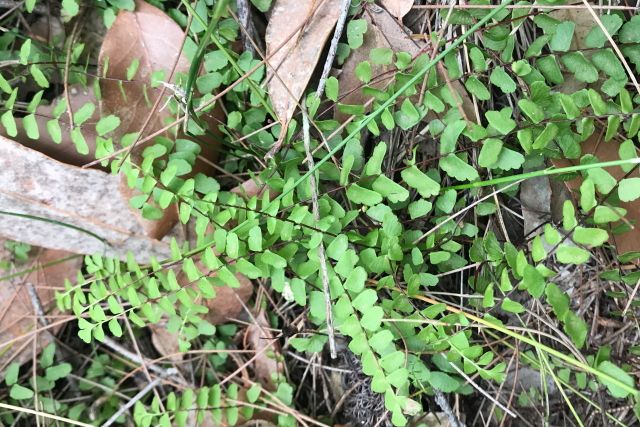 Asplenium flabellifolium