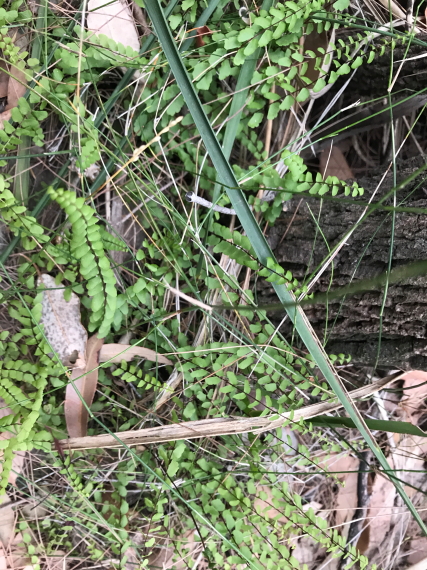Asplenium flabellifolium