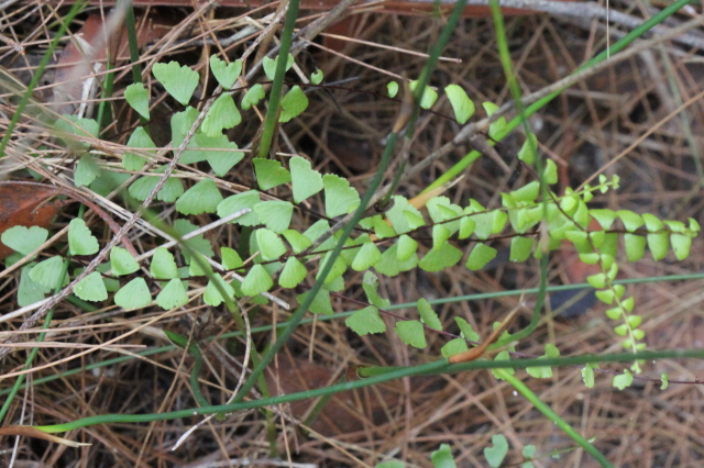 Asplenium flabellifolium