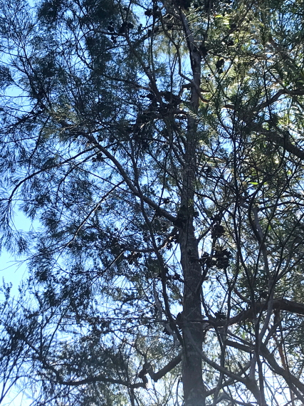 Casuarina glauca