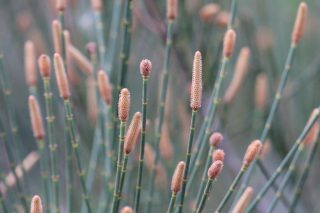 Casuarina glauca