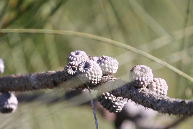 Casuarina glauca