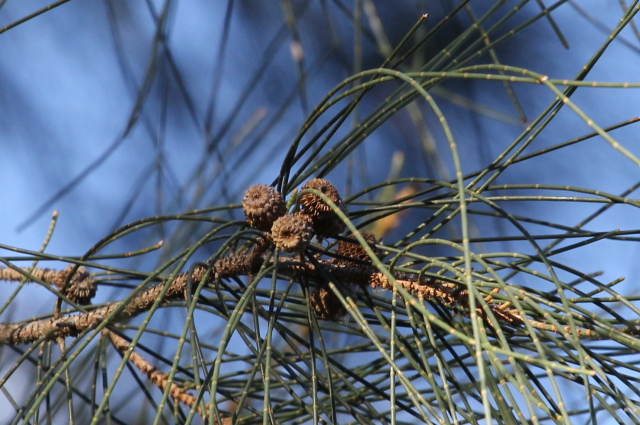 Casuarina glauca