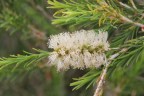 Melaleuca armillaris