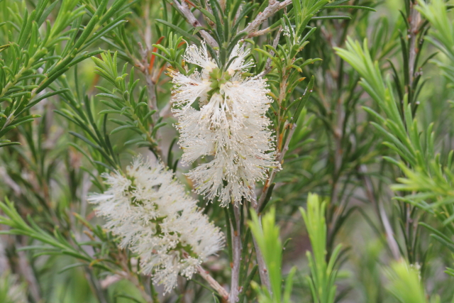 Melaleuca armillaris